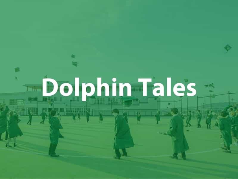 Dolphin Tales image